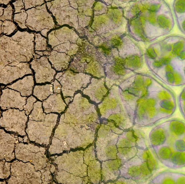 Dirt and plant cells