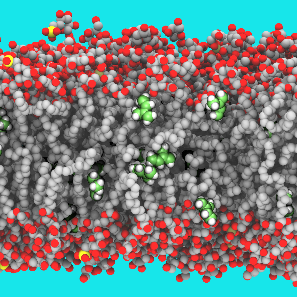 A computer graphic showing how isoprene intercalates into the hydrophobic core of a thylakoid membrane 