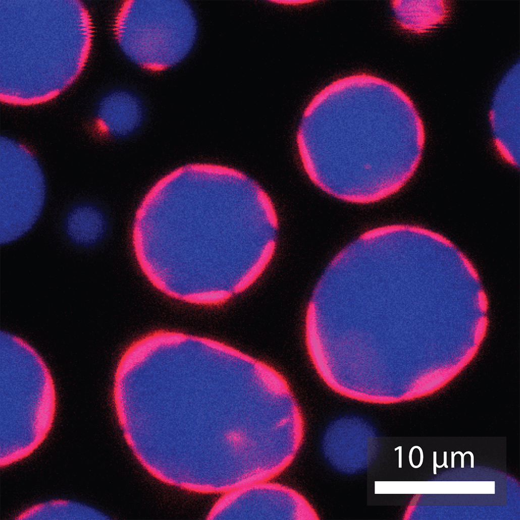 Shell protein coatings glow red around encapsulated blue droplets made of RNA in this microscope image