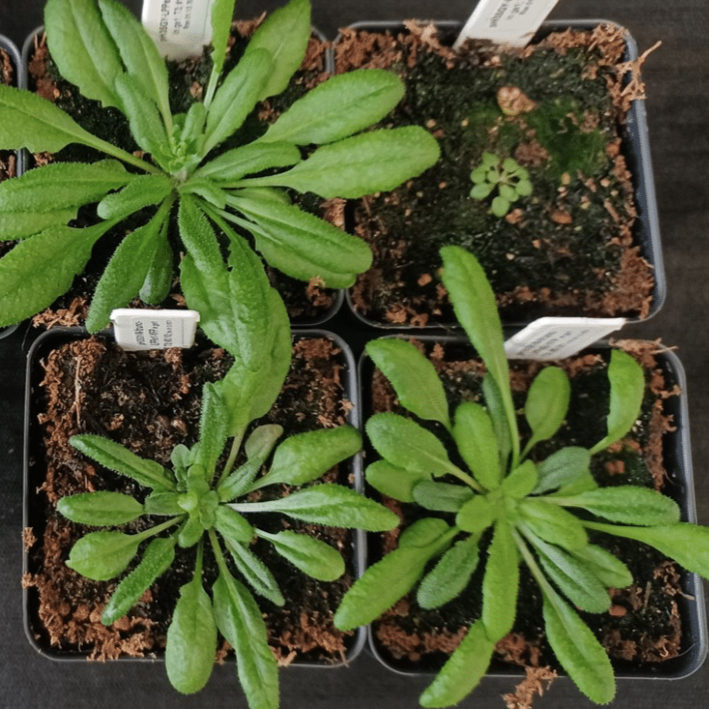Four green plants