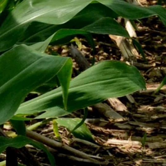 Leaves against a dirt background