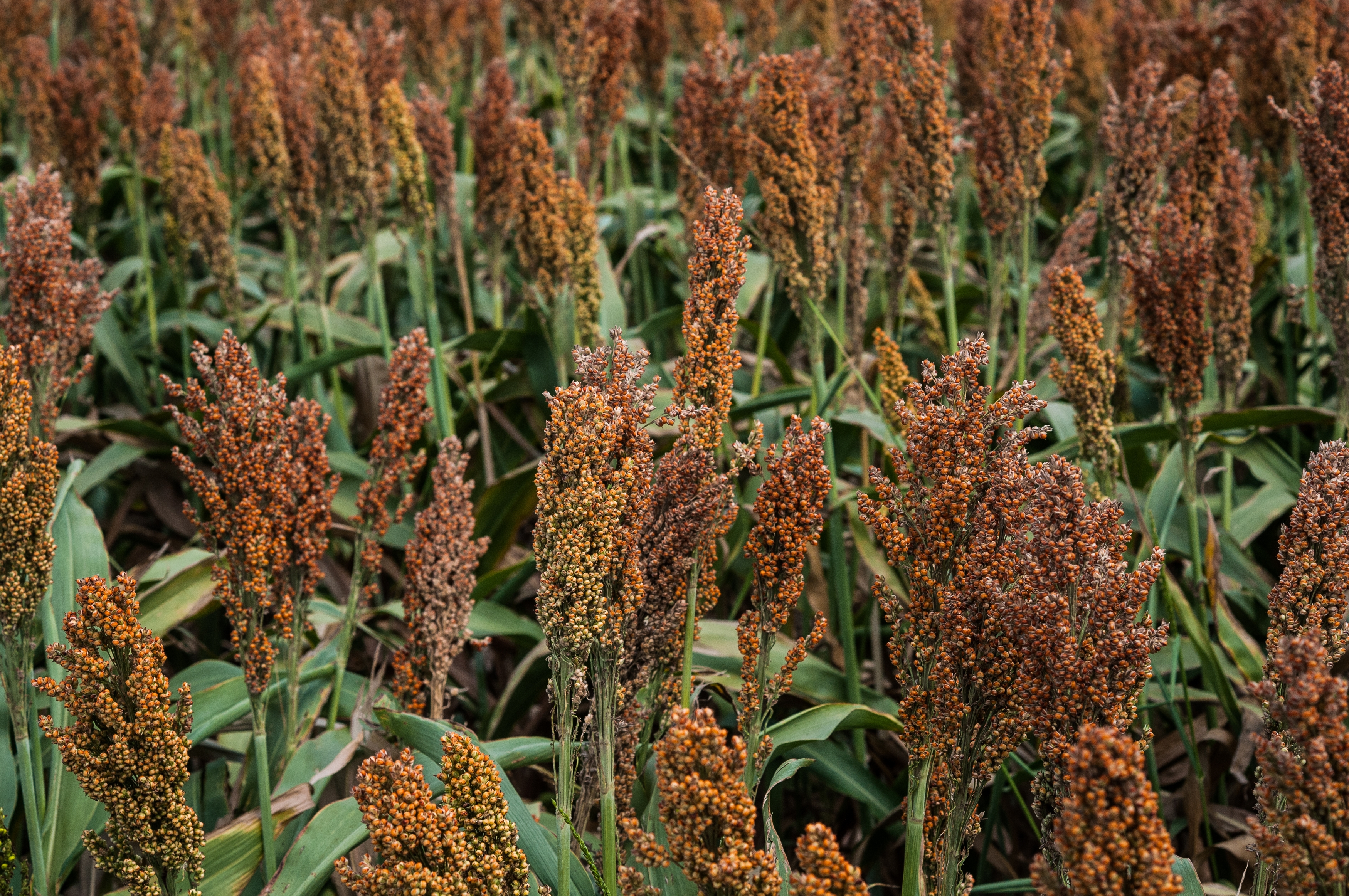 Sorghum