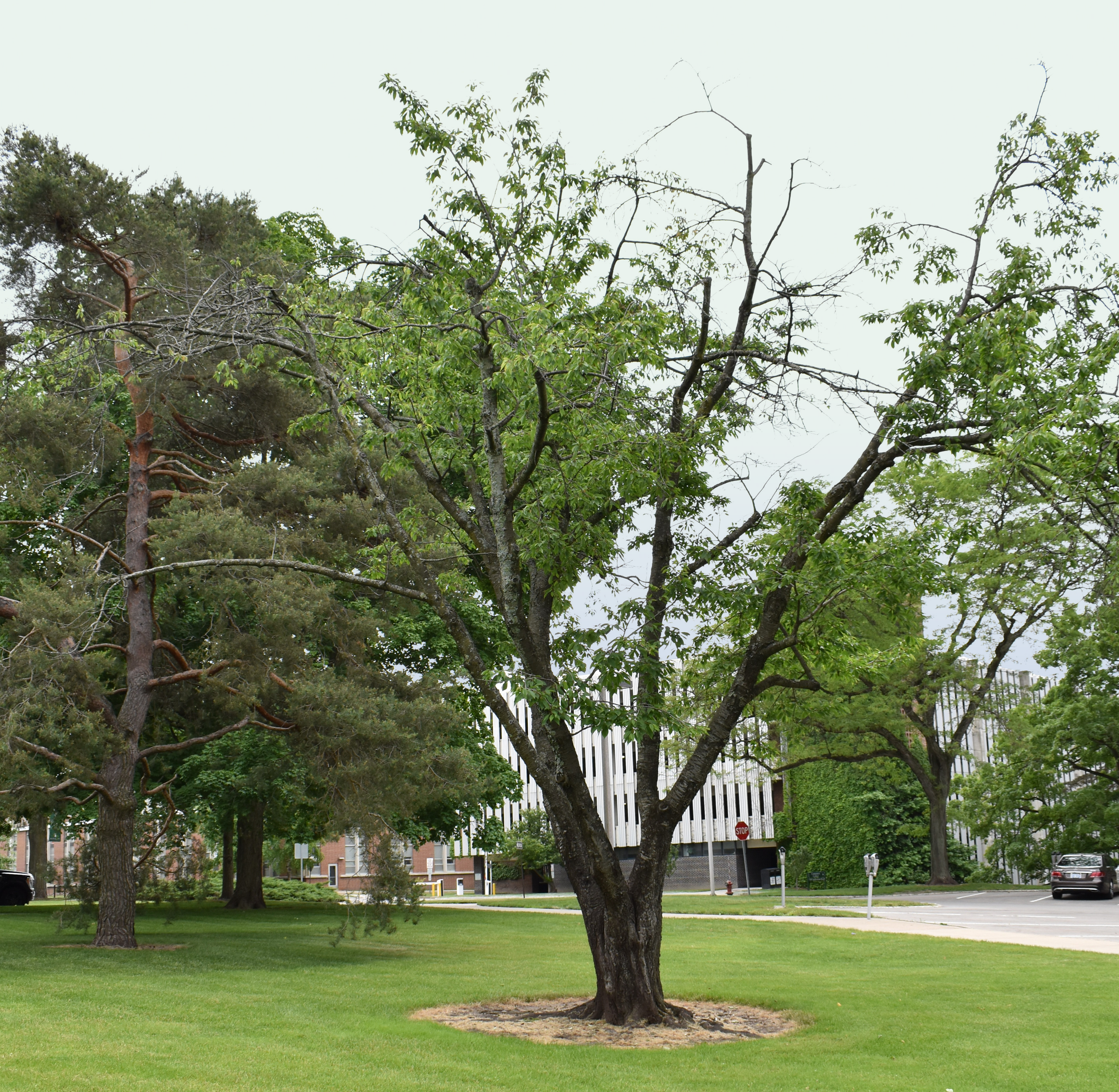 Prunus avium cherry tree on MSU's campus