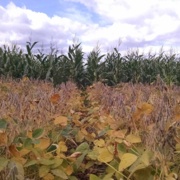 Race to defenses: Maize outpaces soybeans in fighting off fungal invasions