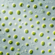 A new DNA editing toolkit for algae