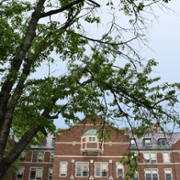 The origins of sour cherry: MSU course brings research to fruition