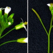 Overspending on defense arsenal bankrupts a plant's economy