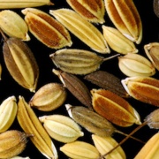 NSF awards $2.5 million for MSU plant genome research project