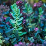As climate changes, plants might not suck carbon from the air fast enough