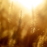 Reviewing photosynthesis in dynamic conditions: Photosystem I as a guard
