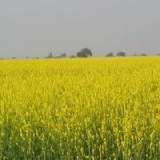 $10M DOE grant to help boost camelina oilseed yield