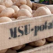 Examining potatoes' past could improve spuds of the future