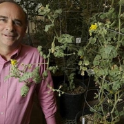 Robert Last: an evolving career in plant genetics