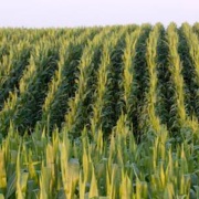 MSU lands $4.8m NSF grant to improve corn