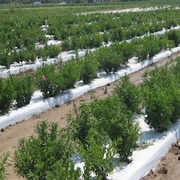 MSU lands $3.2M grant to improve stevia taste, US production